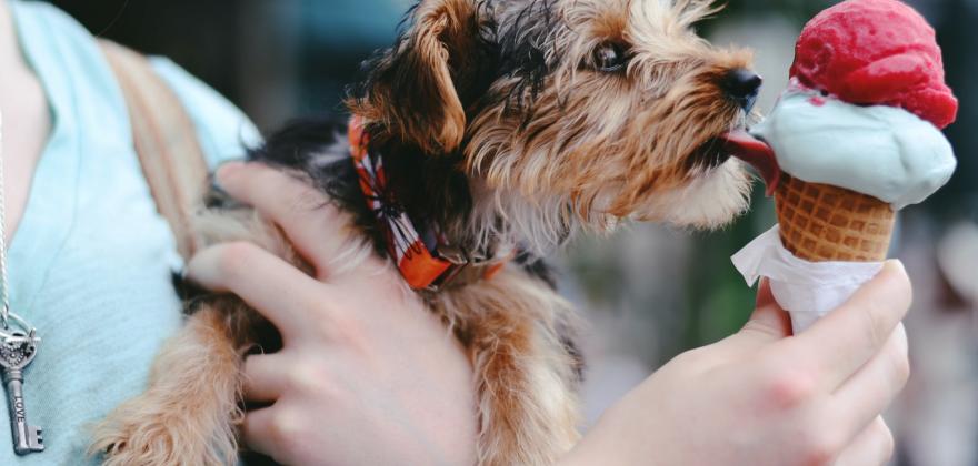 Nos meilleures adresses de glaciers insolites à Paris